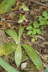 Ophrys fuciflora pallidiconi