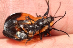 Lycus palliatus