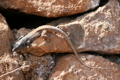 Gallotia galloti galloti