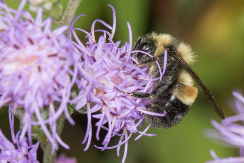 Rusty-patched Bumble Bee