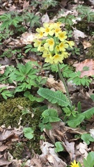 Primula