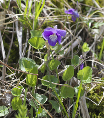 Viola obtusa