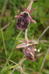 Ophrys mammosa