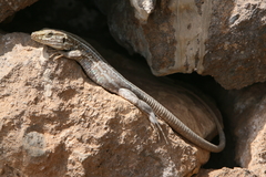 Gallotia galloti galloti