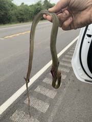 Coluber constrictor oaxaca