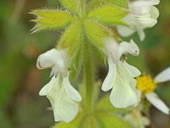 Stachys annua