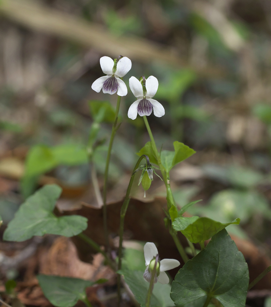 Viola verecunda semilunaris from 日本、〒4400022 愛知県豊橋市岩崎町 on April 16