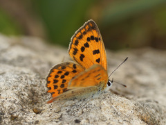 Lycaena ottomanus