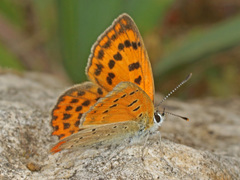 Lycaena ottomanus