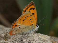 Lycaena ottomanus