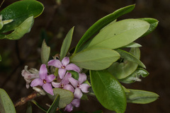 Daphne sericea