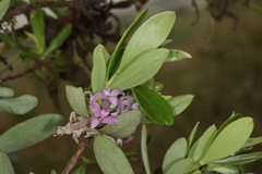 Daphne sericea
