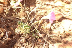 Oxalis imbricata