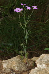 Ricotia sinuata