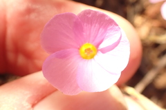 Oxalis imbricata