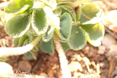 Oxalis imbricata