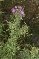 Cirsium creticum