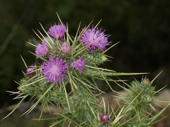 Cirsium creticum