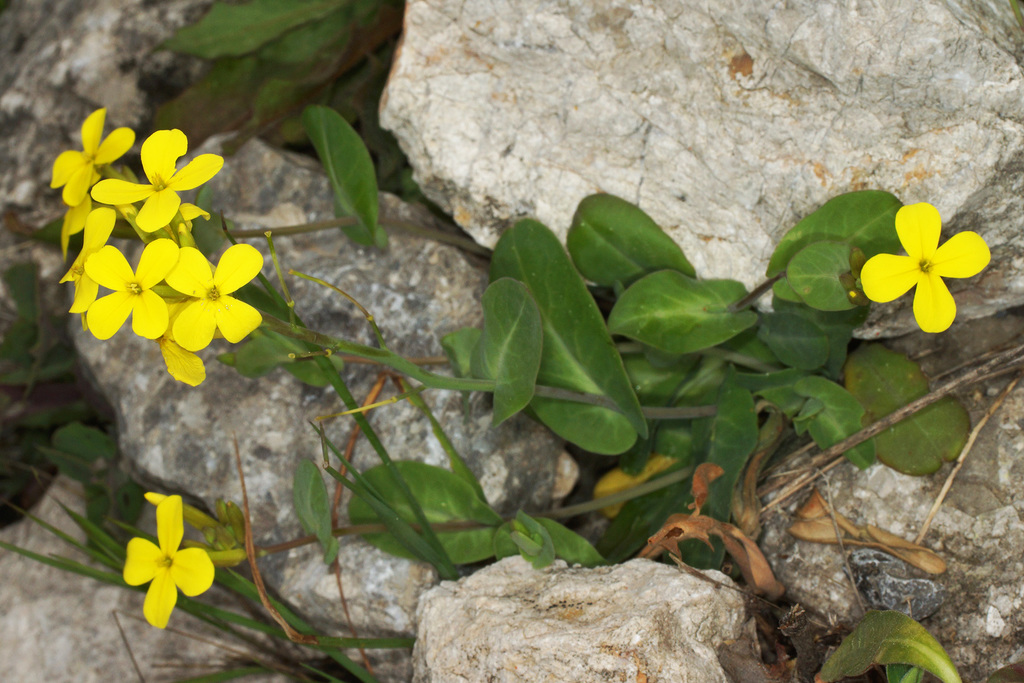 Conringia grandiflora