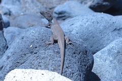 Gallotia galloti galloti