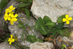 Conringia grandiflora