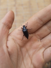 Blapida okeni