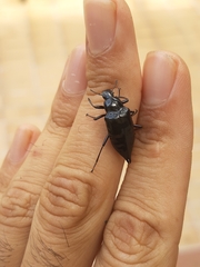 Blapida okeni