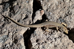 Gallotia galloti galloti