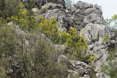 Hippocrepis emerus emeroides