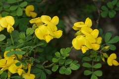 Hippocrepis emerus emeroides