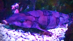 Scyliorhinus retifer