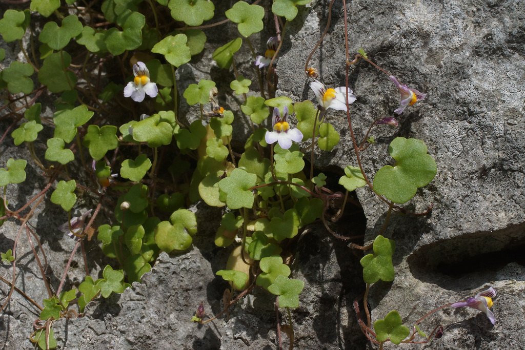 Long-stemmed Cancerwort