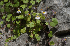 Cymbalaria longipes