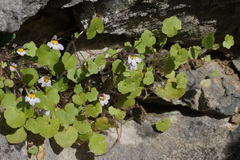 Cymbalaria longipes