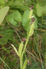 Ophrys sphegodes aesculapii