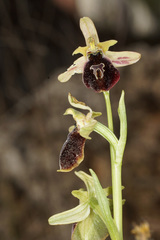Ophrys sphegodes aesculapii