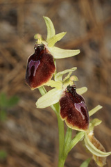 Ophrys sphegodes aesculapii