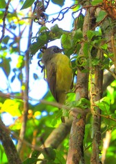 Dysithamnus mentalis