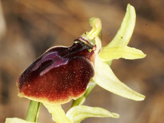 Ophrys sphegodes aesculapii