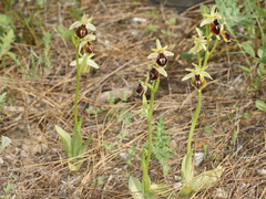 Ophrys sphegodes aesculapii