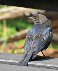 Melaenornis pammelaina ater