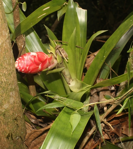 Monte Líbano