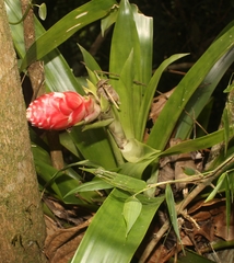 Guzmania erythrolepis