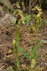 Ophrys sphegodes aesculapii