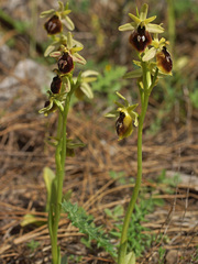 Ophrys sphegodes aesculapii