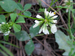 Trifolium nigrescens