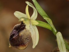 Ophrys sphegodes aesculapii