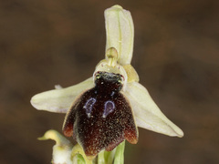 Ophrys sphegodes aesculapii