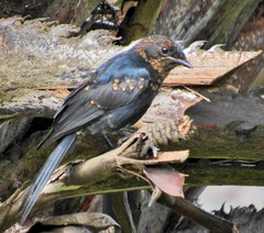 Melaenornis pammelaina ater