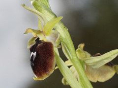 Ophrys sphegodes aesculapii
